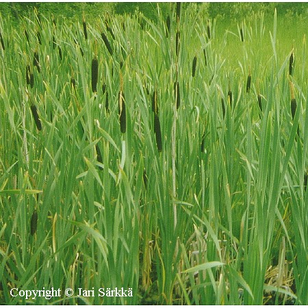 Typha latifolia